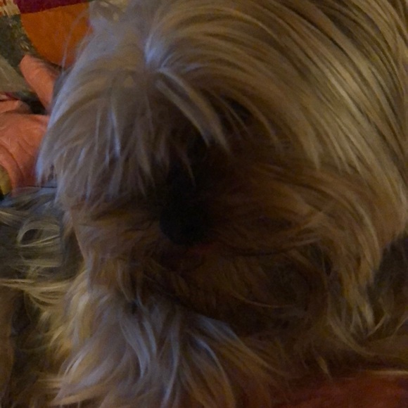 My pups - Picture 4 of 5